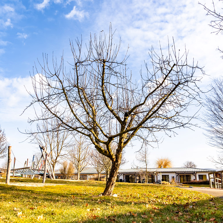 Niklas’ Gravensteiner Apfelbäumchen ist ein stattlicher Apfelbaum geworden, in seinem Schatten steht heute das neu gebaute Sternenhaus. | © Sterntalerhof, Stephan Zwiauer